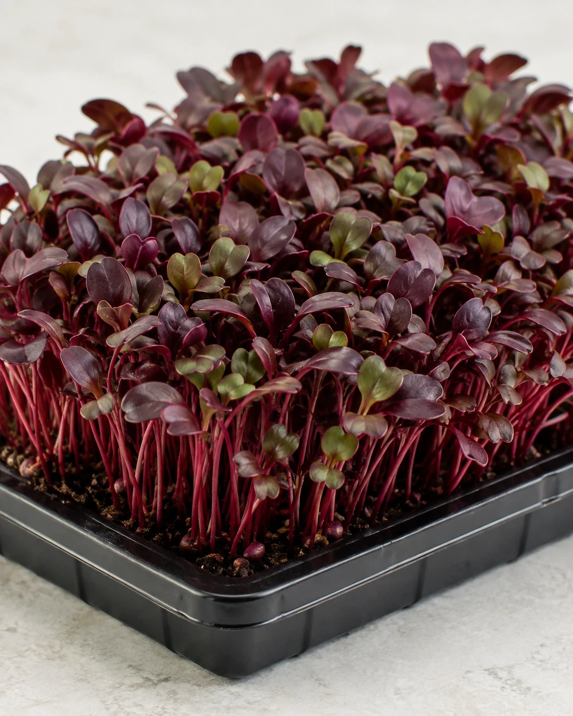 Amaranth microgreens