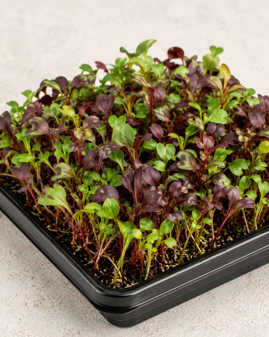 Broccoli microgreens