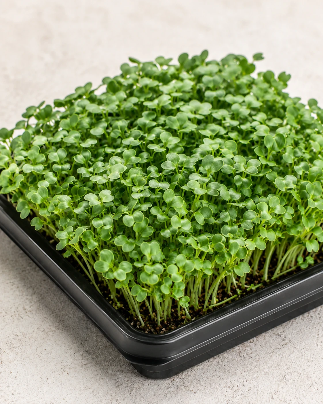 Chard + Beet microgreens