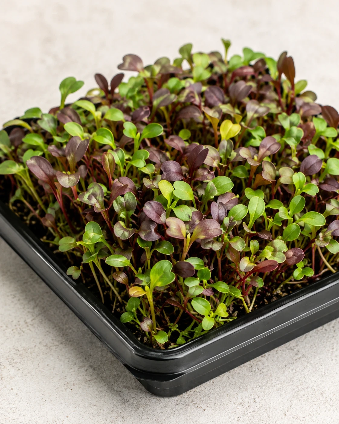 Cilantro microgreens