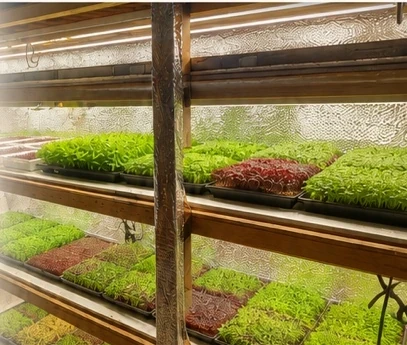 Trays of microgreens growing indoors