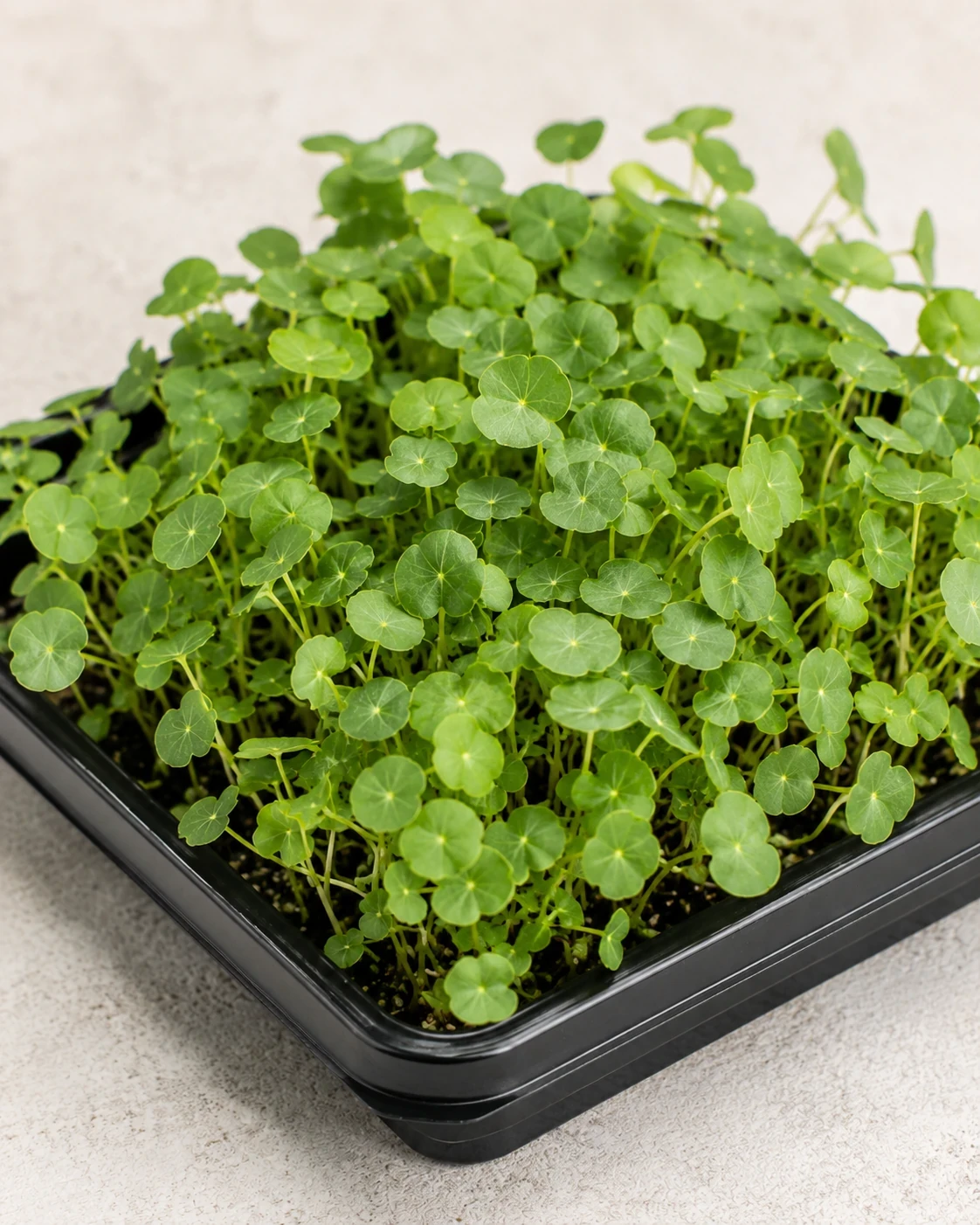 Pea Shoots microgreens